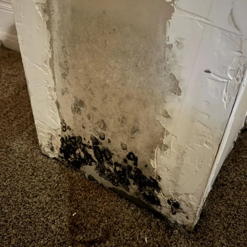 Professional Mold Removal in Sonora, TX